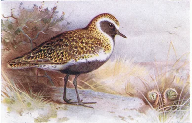 Goldregenpfeifer, aus Birds of the British Isles and Their Eggs veröffentlicht von Frederick Warne & Co Ltd, 1958